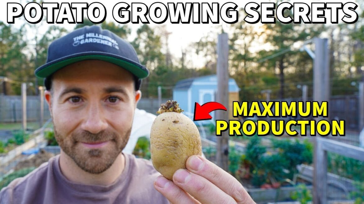 How To Plant Potatoes For MAXIMUM POTATO PRODUCTION!