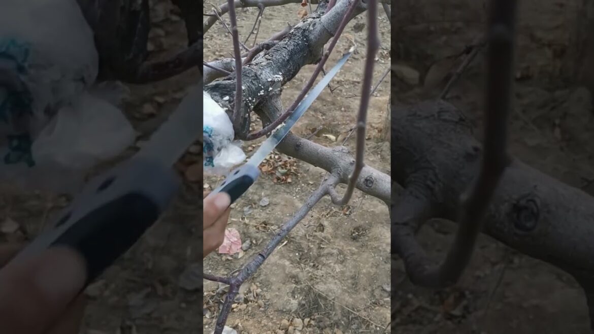 Japanese style Jingxuan 270 alloy steel fruit tree saw Japanese style Jingxuan 270 alloy steel fruit tree saw