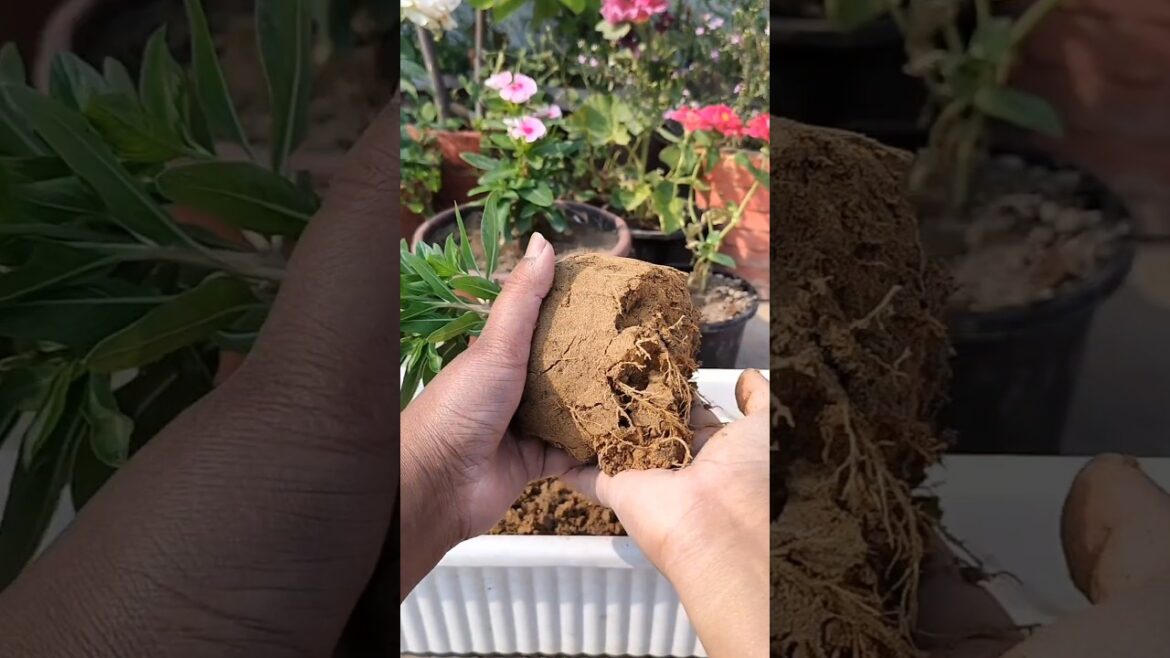 Repotting Plants: Everything You Need to Know #repotting Repotting Plants: Everything You Need to Know #repotting