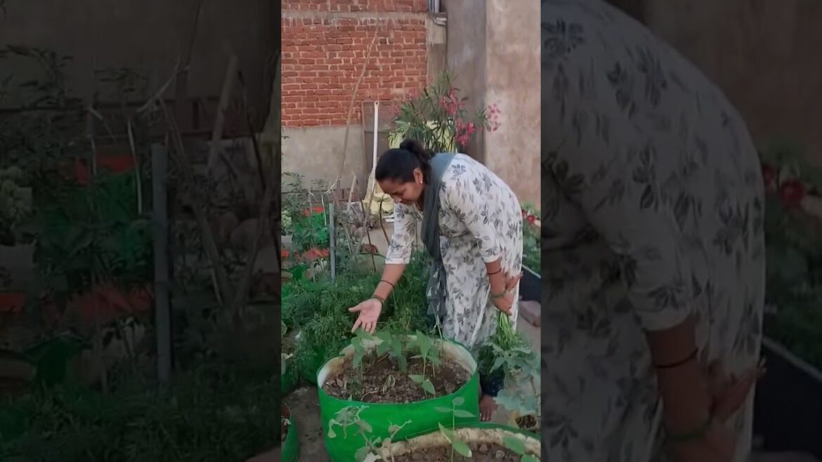 बस एक पौधा खराब हो गया #terracegardenindia #shortvideo #vegetable #viralvideo #gardening