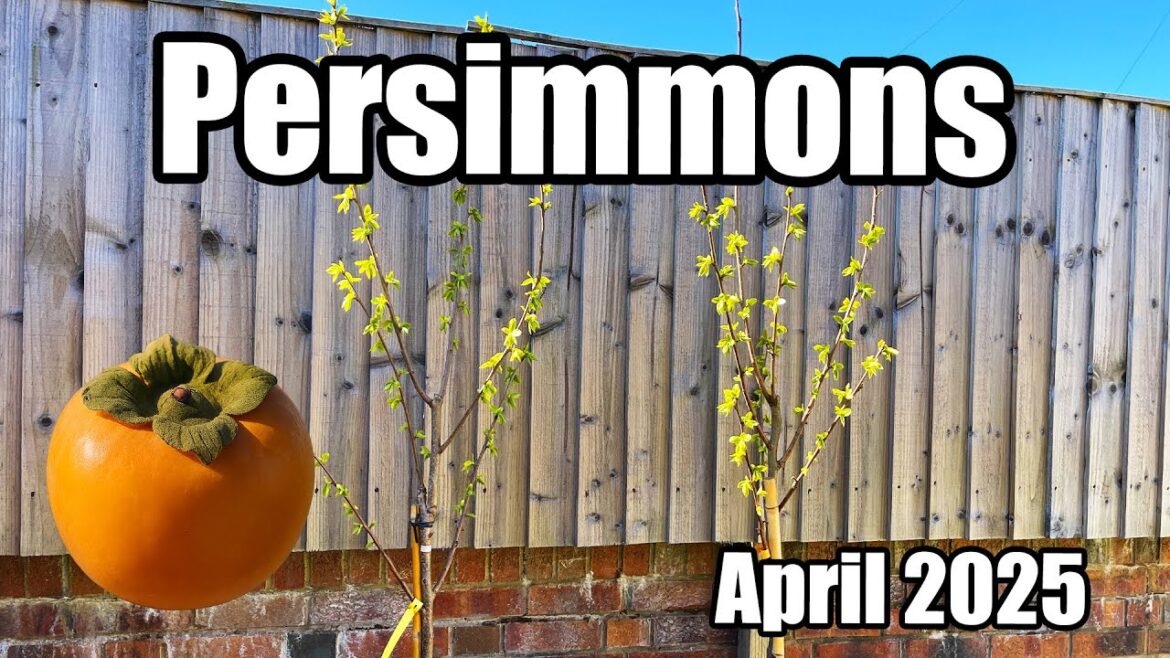 Persimmon Trees Update (Diospyros kaki) – April 2025 Persimmon Trees Update (Diospyros kaki) - April 2025