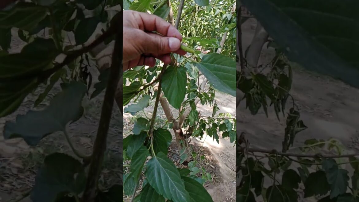 Love Nature |  Don't Skip #nature #nothingimposibleinthisworld #birds #lifeisbutadream #fruit