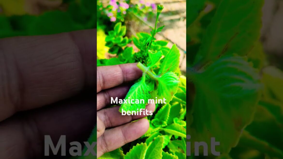 mexican mint benefits l #rereel #maxican_mint#gardening #subscribe #mint #trends #nature