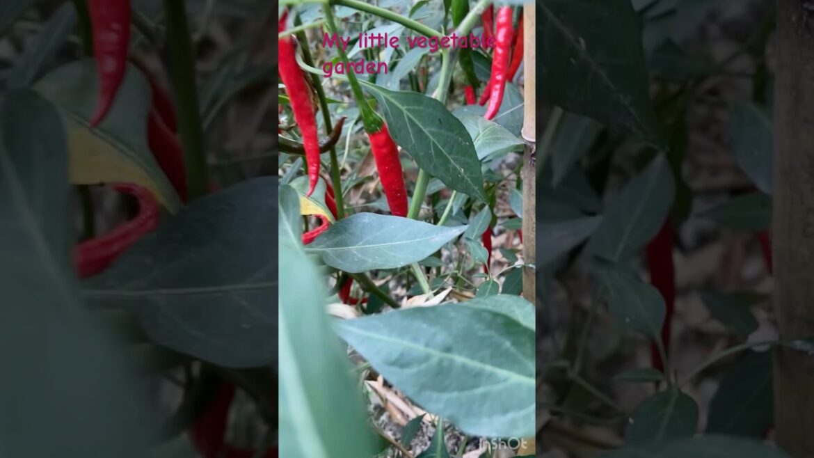 My little vegetable garden#garden#trending   #music #song #food #love