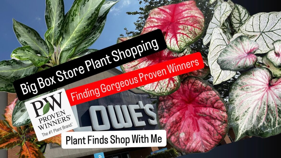 Proven Winner Plants Big Box Store Plant Shopping at Lowe’s Shop with Me for Houseplants and Garden Proven Winner Plants Big Box Store Plant Shopping at Lowe's Shop with Me for Houseplants and Garden
