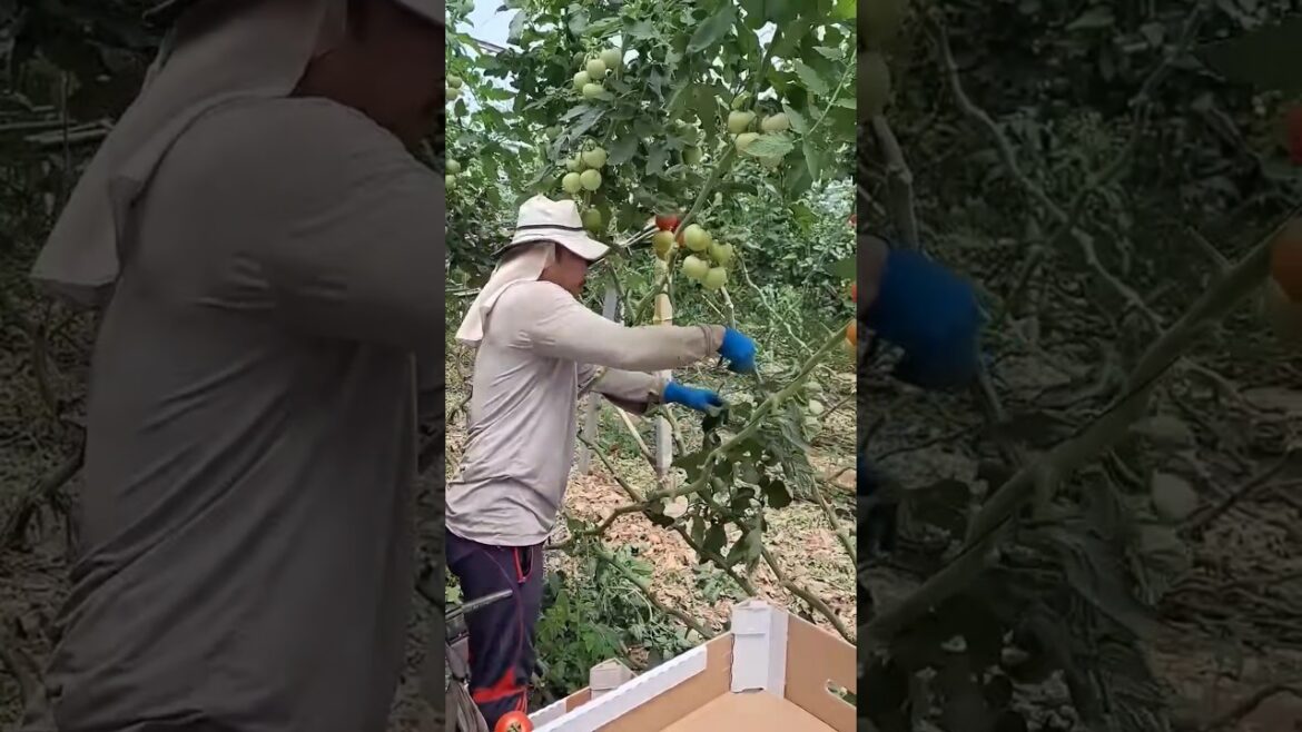 cut tomato leaves #มะเขือเทศ #tomato #garden #gardening #tomatogarden #satisfying #farming