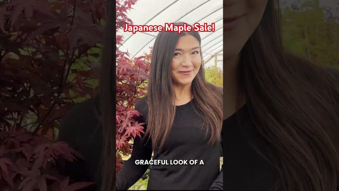 Meet the Japanese Maple Tree-The Perfect Spring Trees! #garden #plants #gardening
