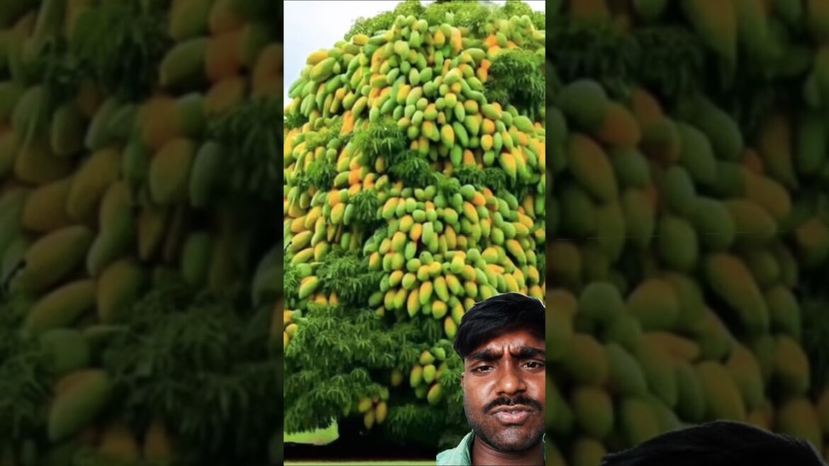 Ultimate Mango Grafting Techniques for Survival #mango #bushcraft #camping