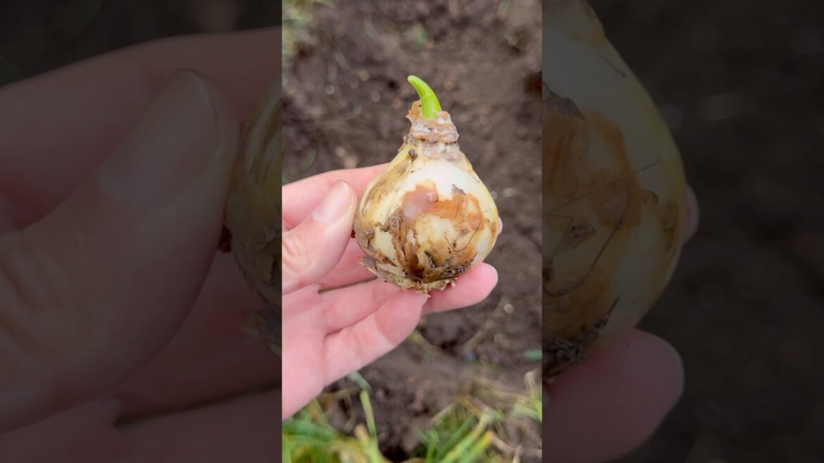 Planting Flower Bulbs #flowerbulb #gardeningtips #pollinators #hyacinth