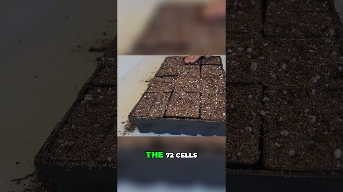 Top Seed Starting Mistakes Gardeners Make 🌱 (And How to Fix Them!) Part 2