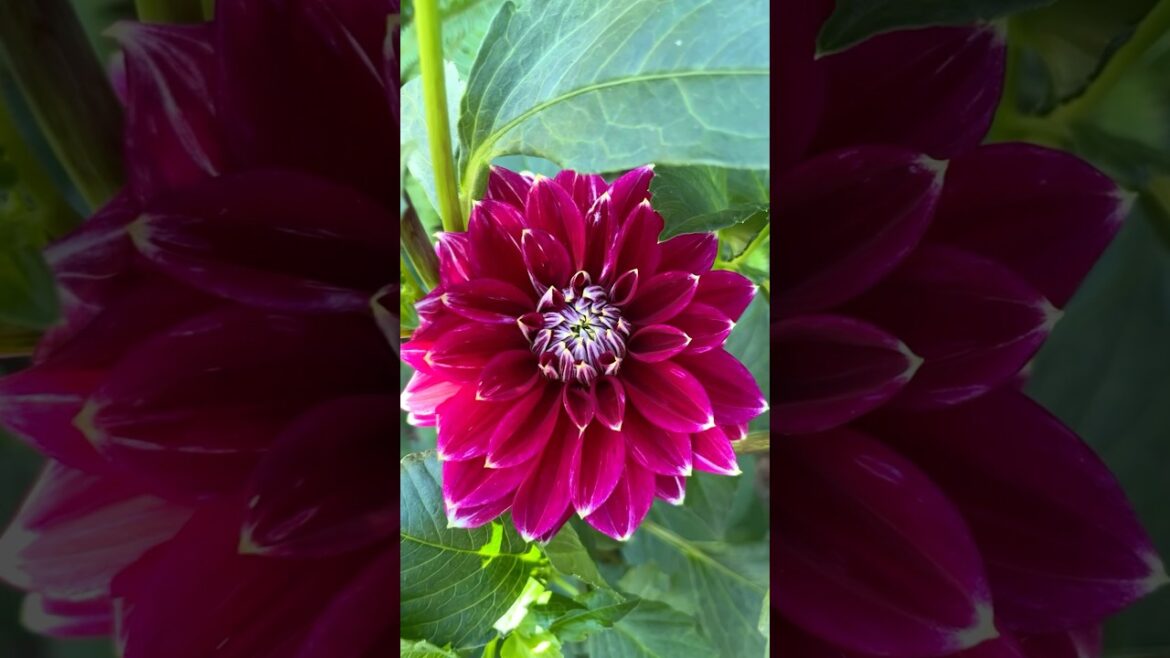Beautiful Metro Star Dahlia Bloom #flowers #dahlia #garden #shorts Beautiful Metro Star Dahlia Bloom #flowers #dahlia #garden #shorts
