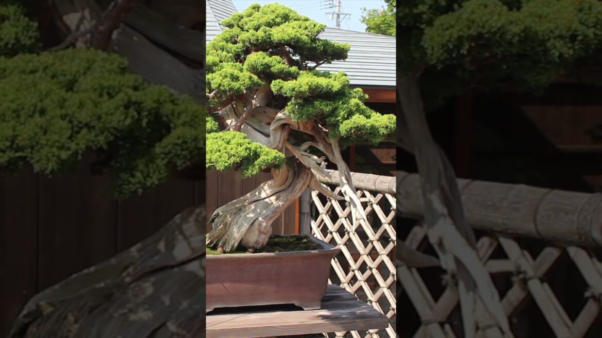 Japanese Bonsai #trees #miniature #bonsai #japan