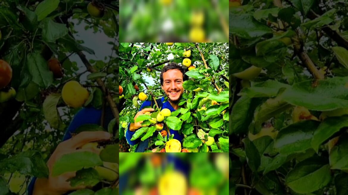 Edible Ozarks Landscaping and Homestead Services