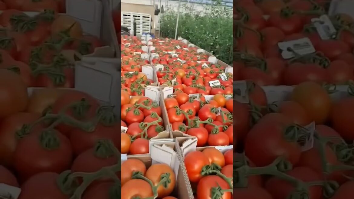 Farming tomatoes #tomato #farming #tomatofarming #gardening #vegetables #quran #garden #qurantilawat