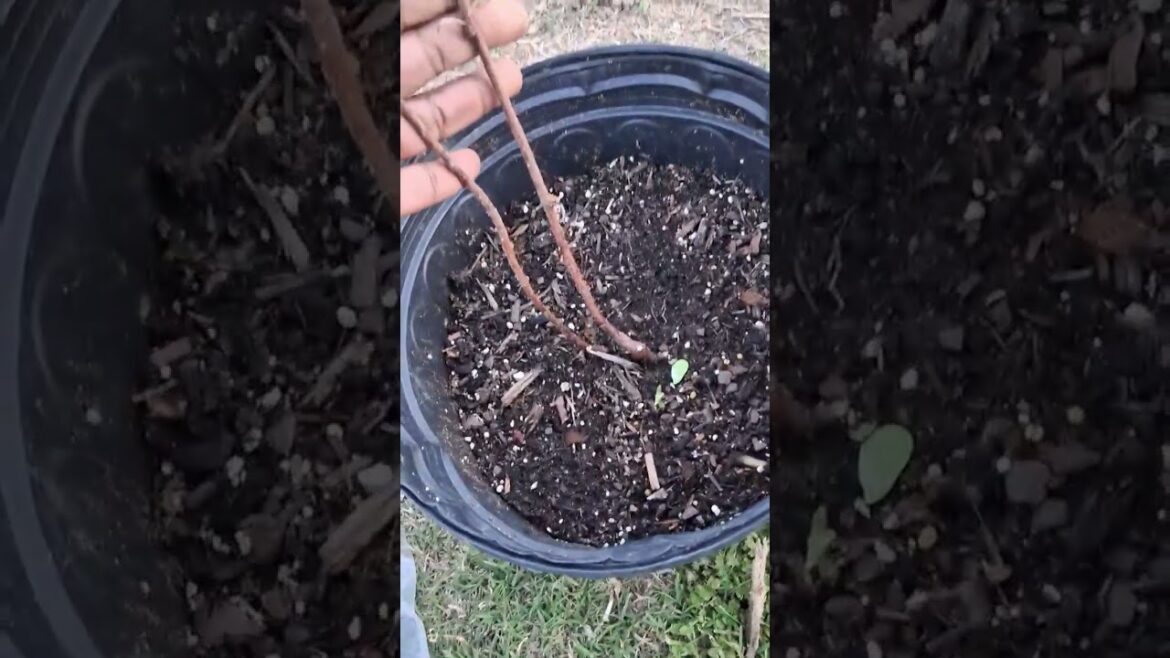Ison’s vs Tractor Supply raspberries—see the difference! #gardening #raspberries #homestead