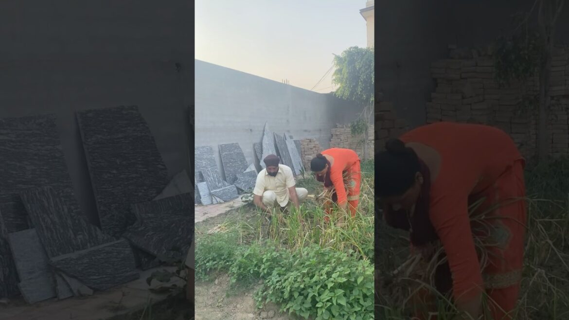 Finally asi eh kam v kar e leya #shortsfeed #minivlog #myvideo #farming
