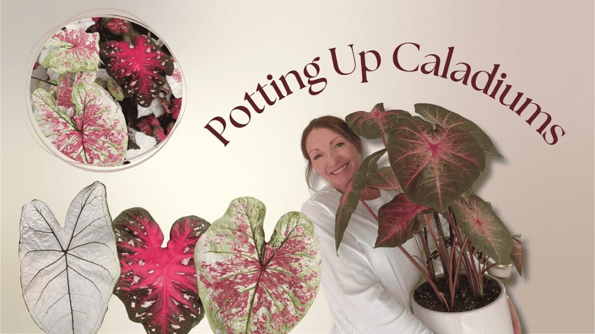 Potting up overwintered Caladiums bulbs 2025 🪴🌸