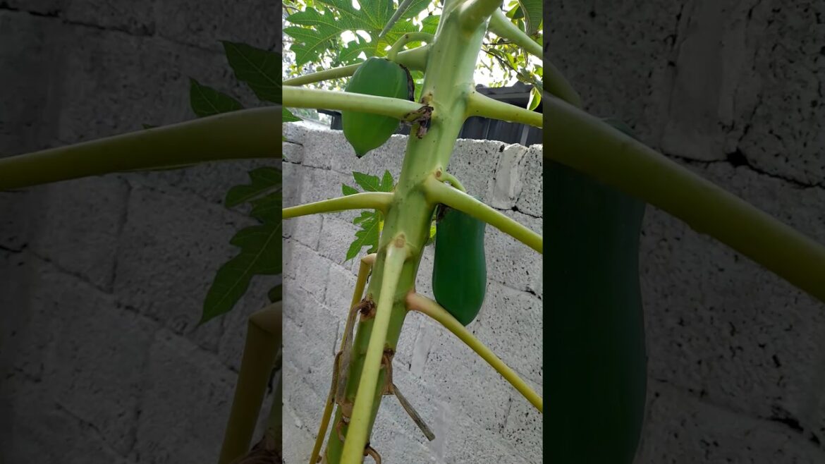 beautiful nature, gardening, flower plants, agriculture, vegetable plants