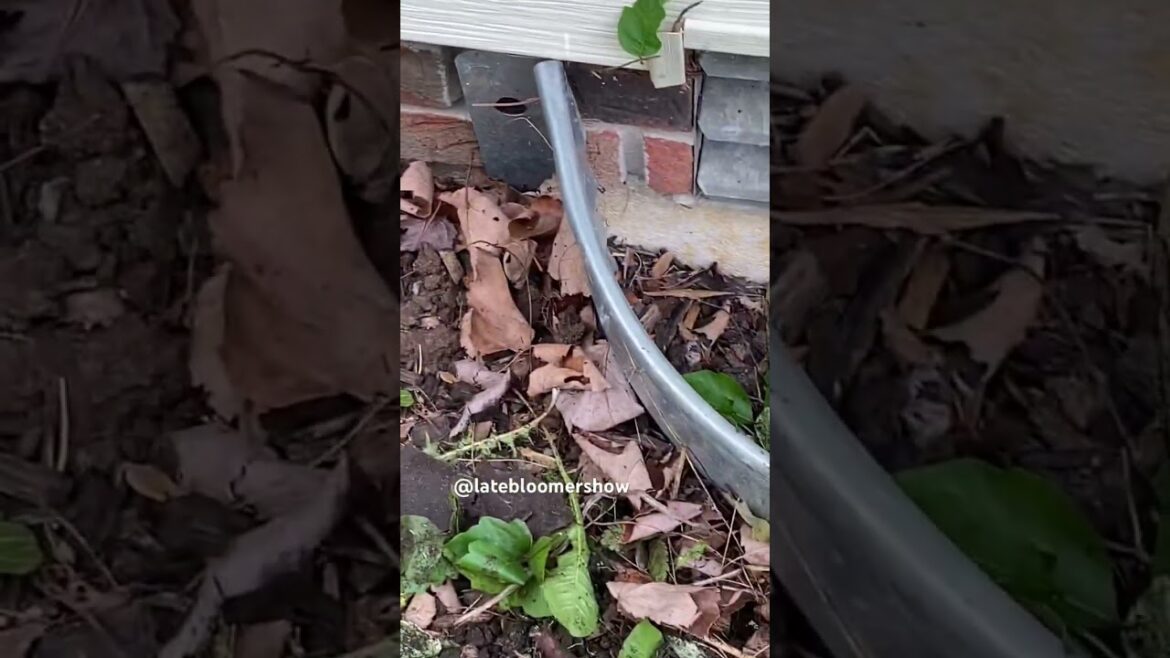This makes me anxious! #poisonivy #nemesisweed #gardening