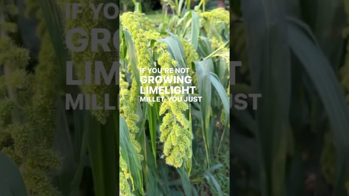So many stages to harvest ‘Lime Light Millet’ So many stages to harvest ‘Lime Light Millet’