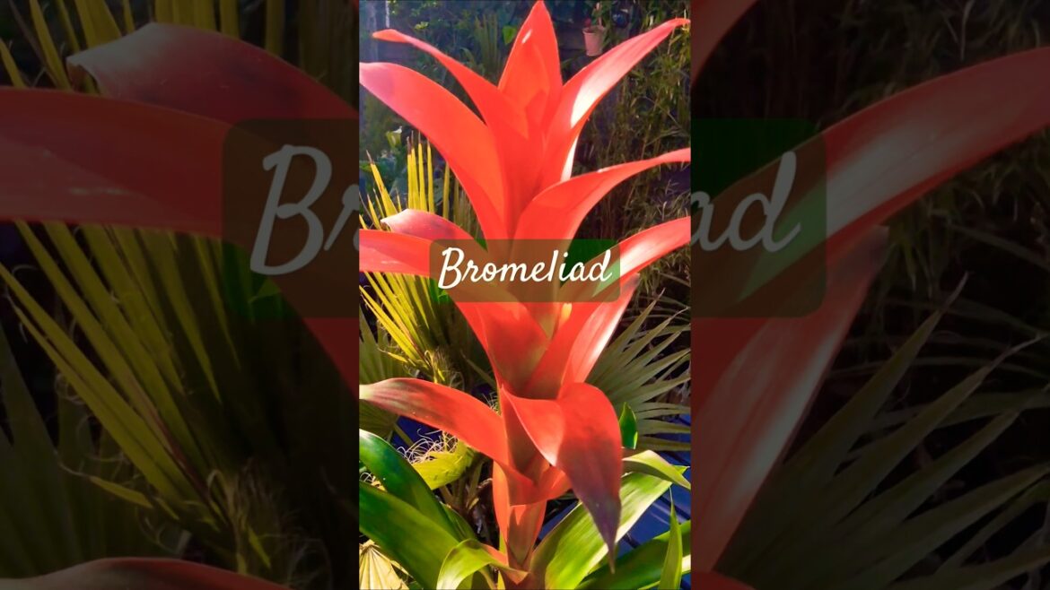 One of the MOST Beautiful Plants? | Look at the Bromeliad | Tropical Garden #shorts #tropicalgarden