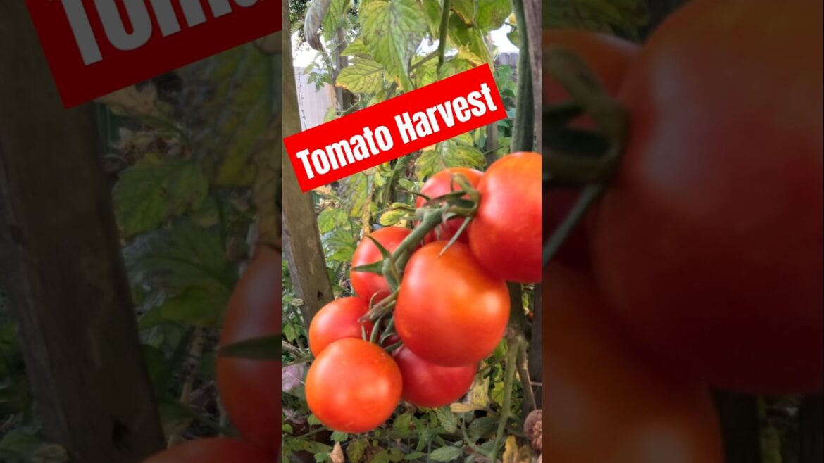 Tomato Harvest #garden #tomato #backyardgardening #earthbox #vegetablegardening