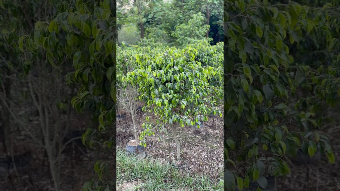 All types fycus plants available 🌳 / wholesale price/ #nursery #plants #supply