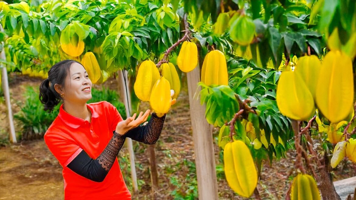 Harvesting Sour Star Fruit Goes To Market Sell, Vegetable Gardening In Farm Now | Nhất Village Life Harvesting Sour Star Fruit Goes To Market Sell, Vegetable Gardening In Farm Now | Nhất Village Life