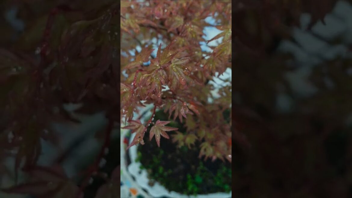japanesemaples#bonsai#spring#plants#garden#nature#backyard#watering