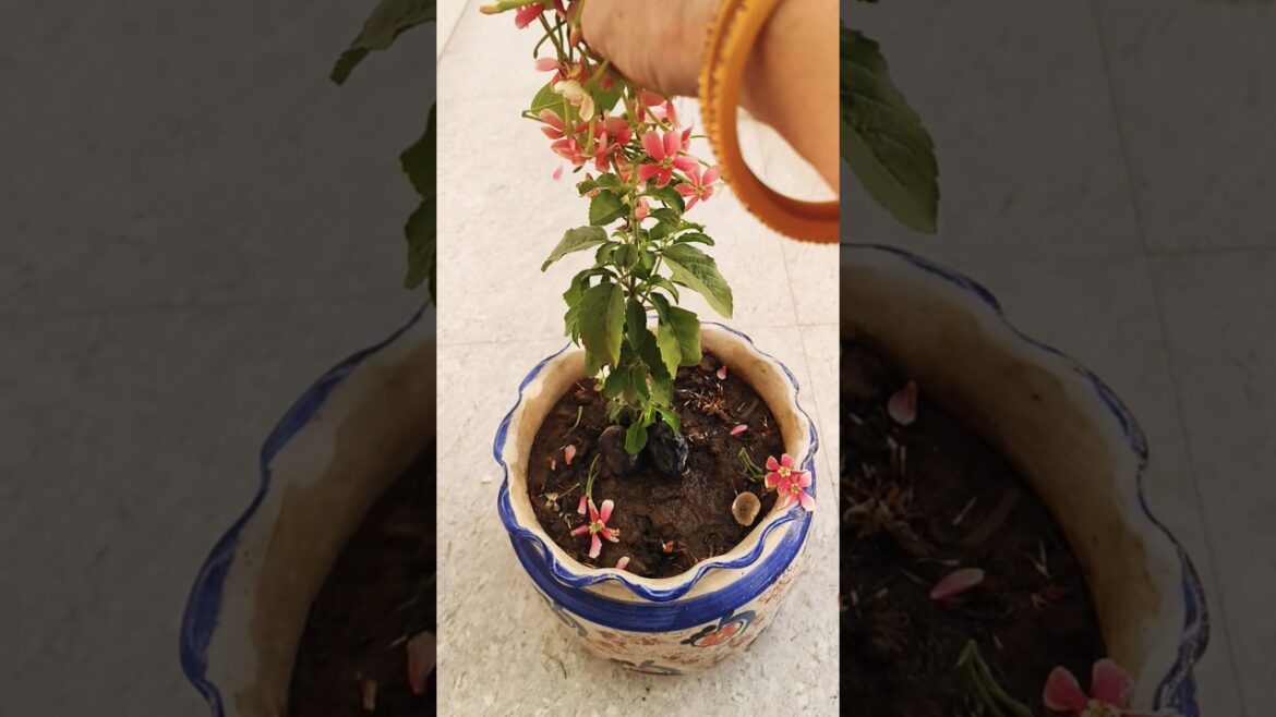 tulsi ji ki jankari 🌿🔱🙏 #gardening #youtubeshorts #hindudeity #viralshort #plants #amazingfacts