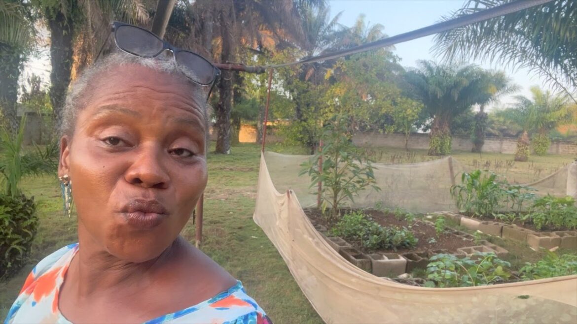 Early morning TOUR of my ORGANIC front yard garden…. Early morning TOUR of my ORGANIC front yard garden....