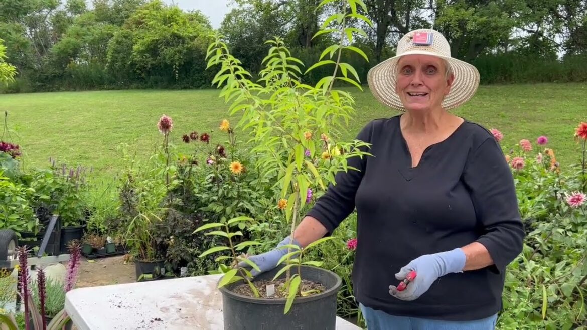 Planting Lemon Verbena in Containers – Container Gardening with Herbs Planting Lemon Verbena in Containers - Container Gardening with Herbs