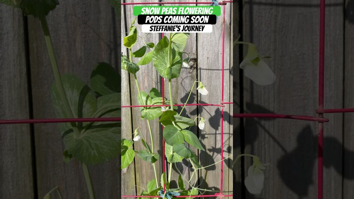 Snow Peas have flowered | Zone 8A | Urban Garden || Steffanie’s Journey