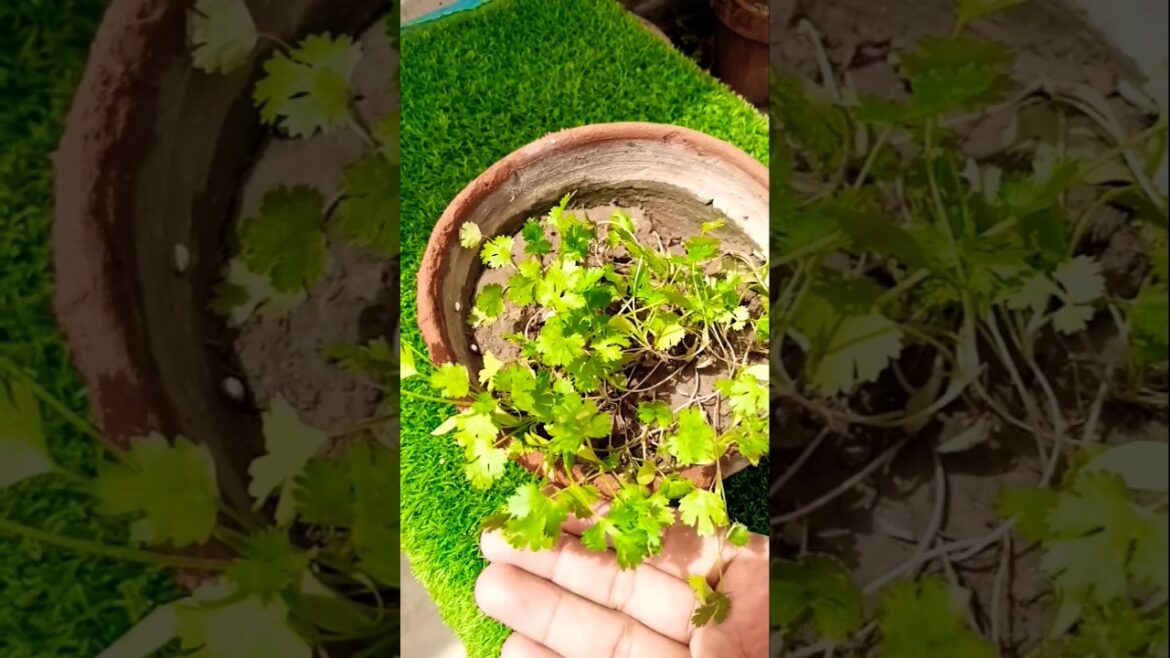 Vegetable gardening #gardening #vegetables #home