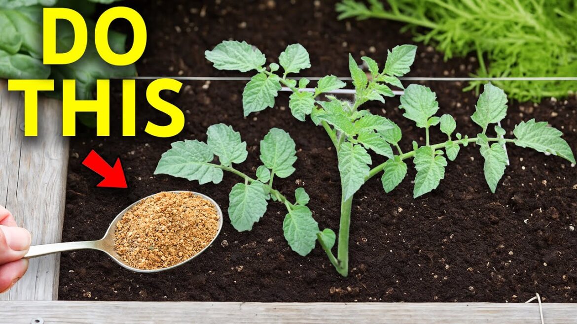 Just One Scoop and Plants Grow Faster and Produce More Fruit