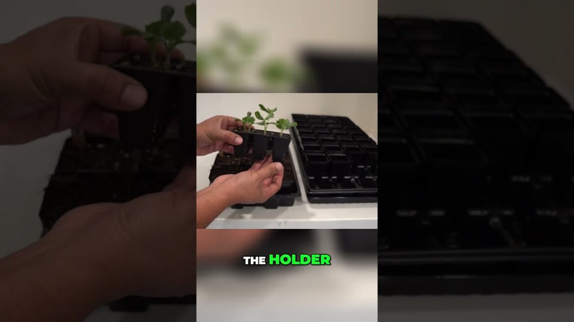 California Gardening: Seed Starting Mistakes to Avoid 🌱 | How & Why to Up-Pot Seedlings Correctly – Part 2 Seed Starting Mistakes to Avoid 🌱 | How & Why to Up-Pot Seedlings Correctly - Part 2