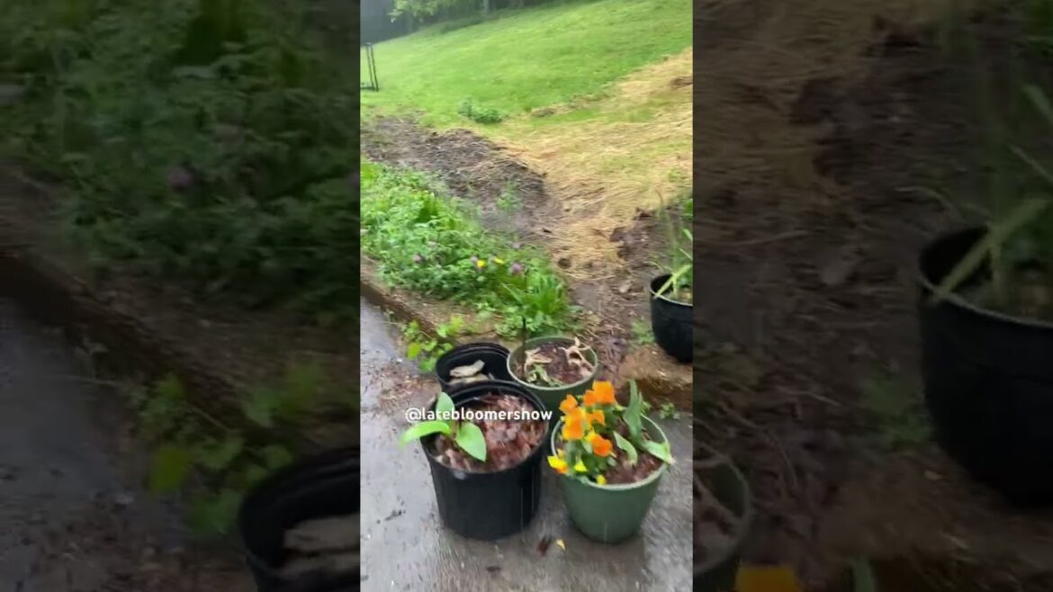 It was supposed to be a work day! #garden #rainsounds