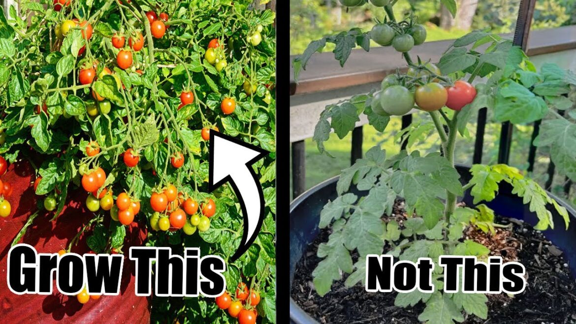 California Garden TV: One Pot = Hundreds of Cherry Tomatoes! EASY! One Pot = Hundreds of Cherry Tomatoes! EASY!
