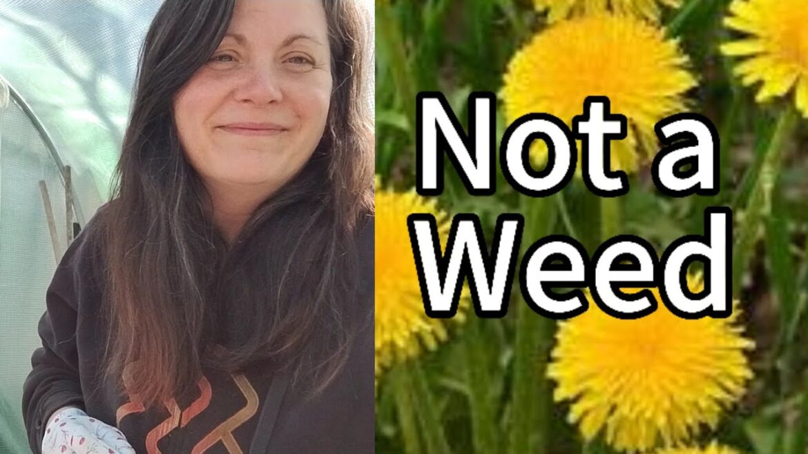 Uses for Dandelions Sunflower Family Yard Garden Cold Climate Gardening One of Many Gods Gifts Uses for Dandelions Sunflower Family Yard Garden Cold Climate Gardening One of Many Gods Gifts