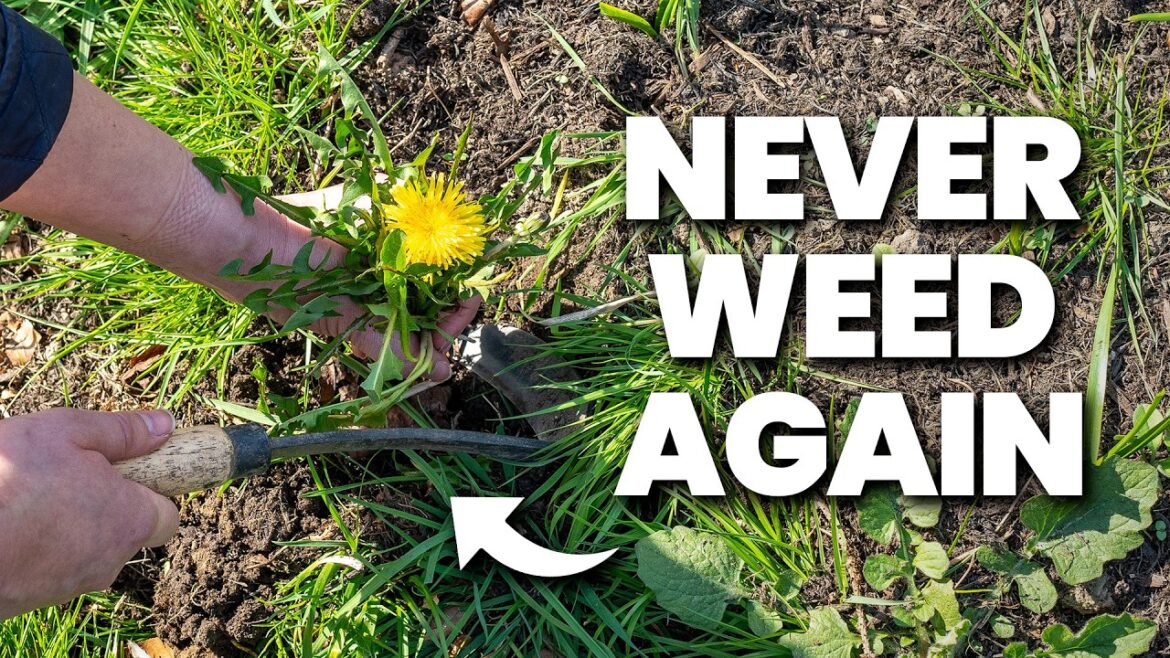 The BEST Way To STOP Weeds In Your Garden