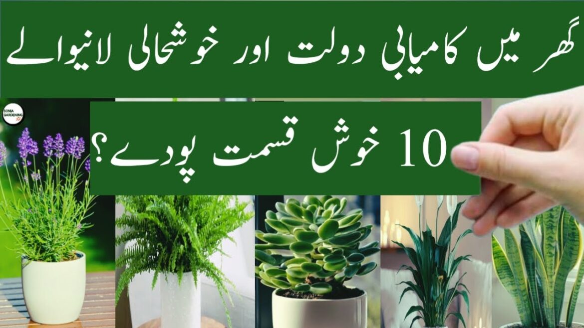 lucky plants for home |ghar ke liye lucky plant