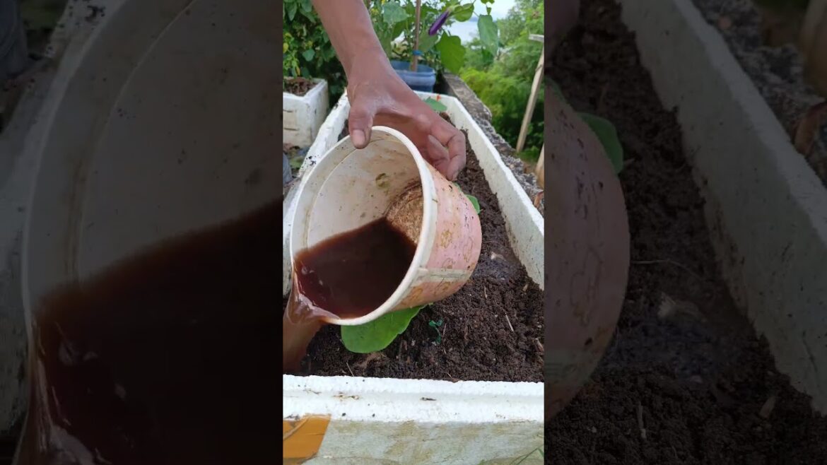 pupuk organik cair kulit bawang#shorst #gardening #budidayatanaman #caramerawattanaman #berkebun