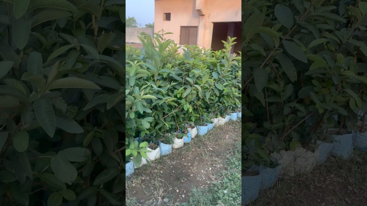 Guava plants available bulk quantity @WorldPlantation.nursery #plants #gardening #supply #nursery