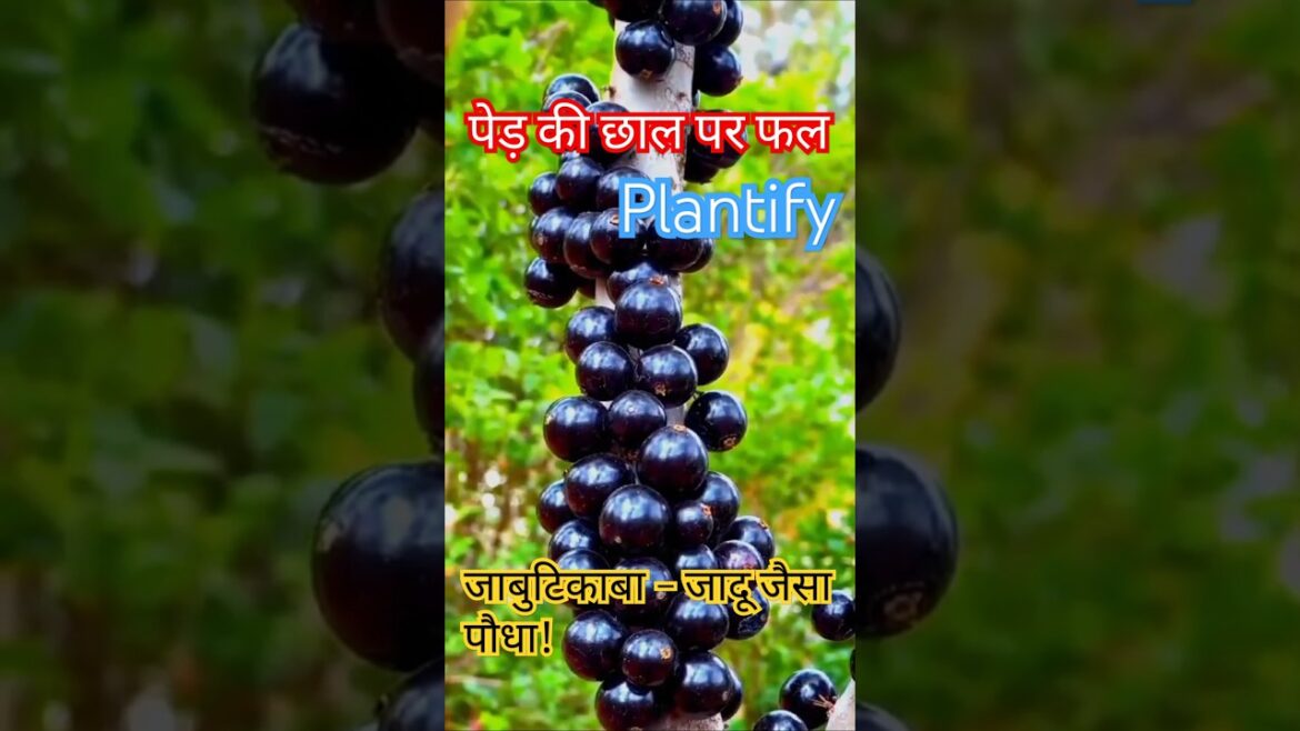 जादुई फल जो पेड़ की छाल पर उगता है! | Jabuticaba Fruit 🍇#jabuticaba#plantshorts