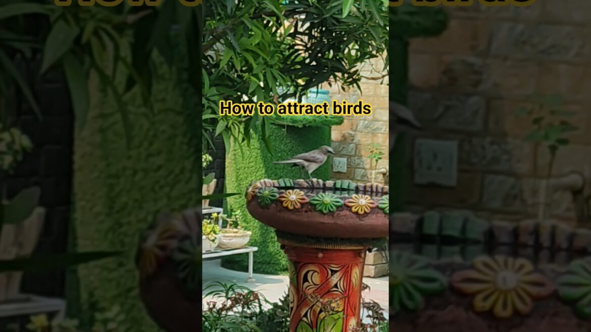 Garden tips:How to attract birds#shortsfeed #shorts #garden @satyavartchhikara The Little move Garden tips:How to attract birds#shortsfeed #shorts #garden @satyavartchhikara The Little move