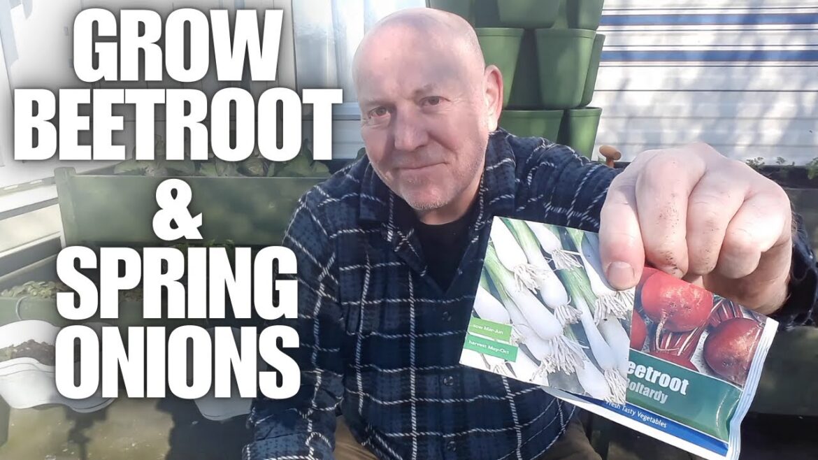 Growing beetroot and spring onions together as multisown crops [Container Gardening ]