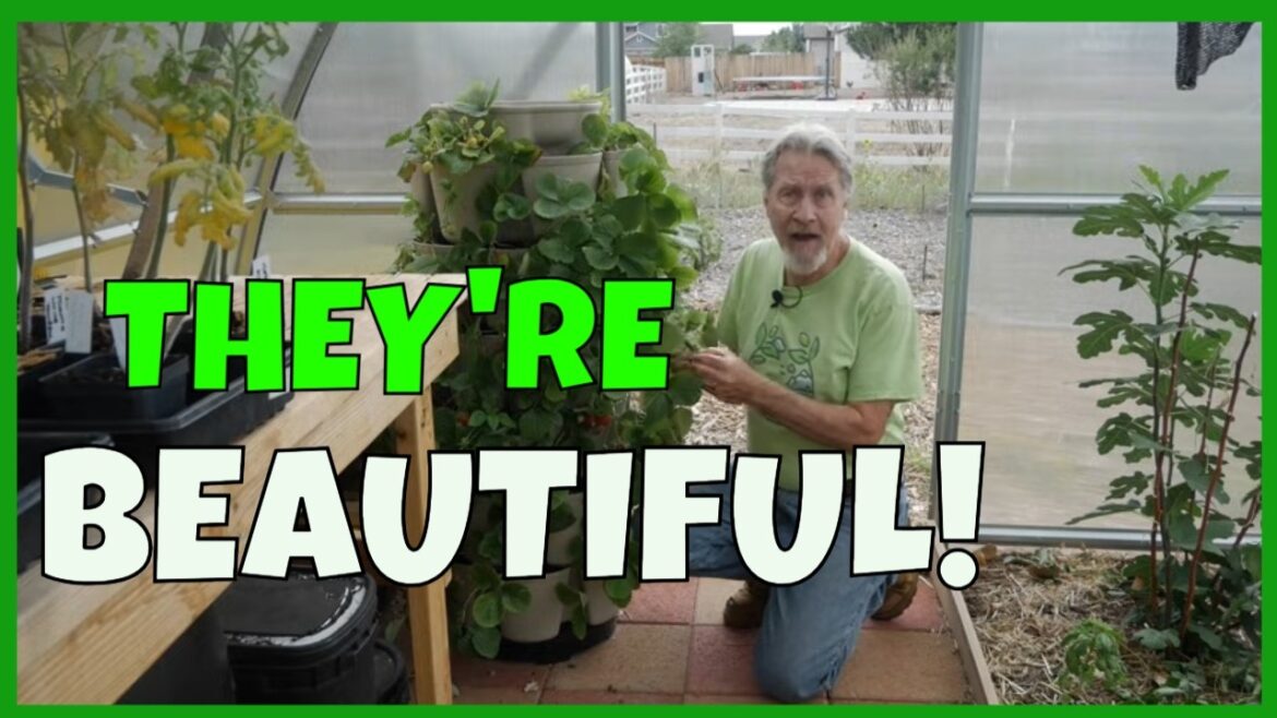 How to Grow Strawberries in a GreenStalk (Full-Year Guide)