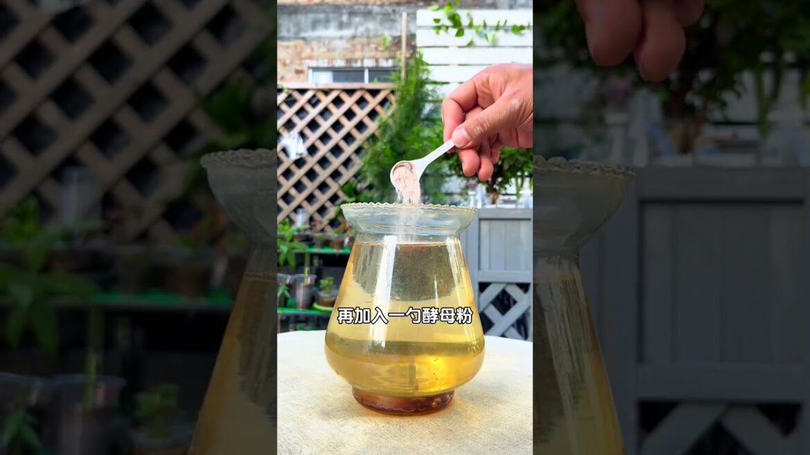 在家也可以制作的生根液#分享养花经验#园艺#种植小技巧 1744808047336