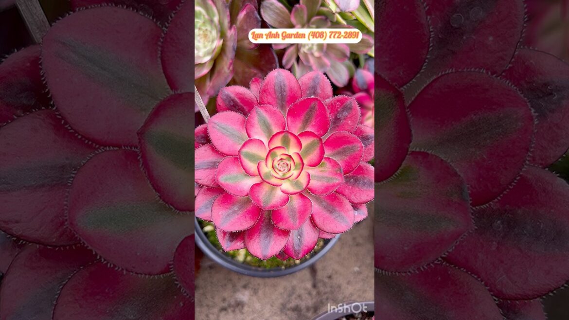 Colorful Aeonium clusters varieties #aeonium #succulent #plants #flowers #garden #design #ideas
