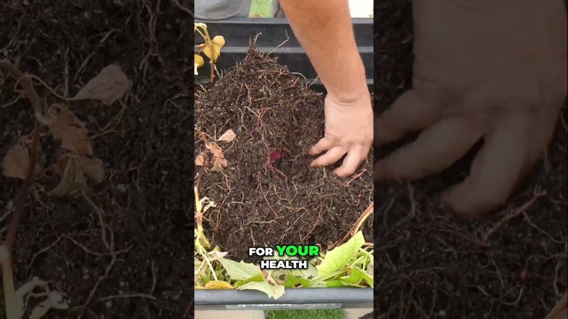 California Gardening: How to Grow and Harvest Sweet Potatoes in Containers! ๐ Easy Step-by-Step Guide How to Grow and Harvest Sweet Potatoes in Containers! ๐ Easy Step-by-Step Guide
